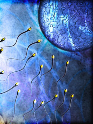 洗精受精液Fertilization Medium